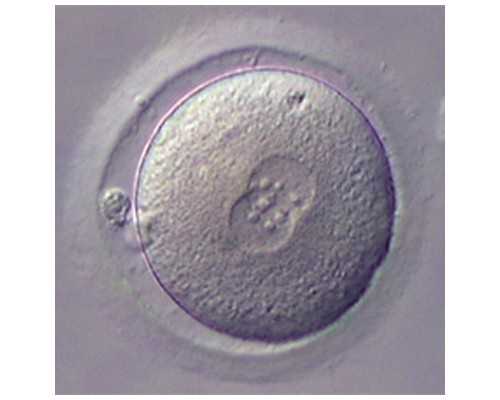 济南供卵医院排行,北京试管婴儿医院做试管多少钱啊_上海私立医院供卵多少钱