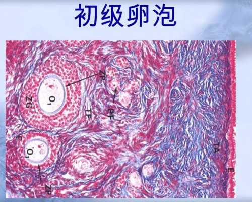 济南捐卵供卵，青岛捐卵